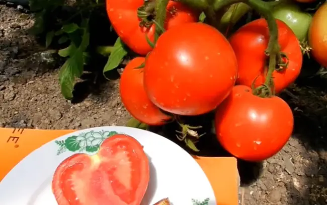 Томат Бобкат f1: описание сорта и особенности ухода для получения качественного урожая. Секреты правильного закаливания рассады для позднеспелого сорта помидоров.