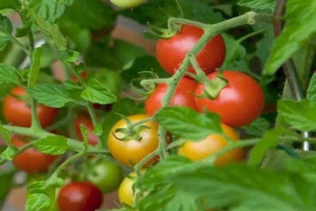 Томат Клубничный десерт: неприхотливый с великолепным вкусом