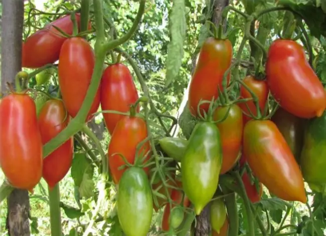 Гибридный томат Краснобай F1 – характеристики, описание, внешний вид плодов, вкусовые качества. Подготовка семян и выращивание рассады в домашних условиях. Правила ухода за растениями.