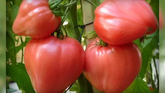 Характеристика томатов сорта мазарини | Lifestyle | Селдон Новости