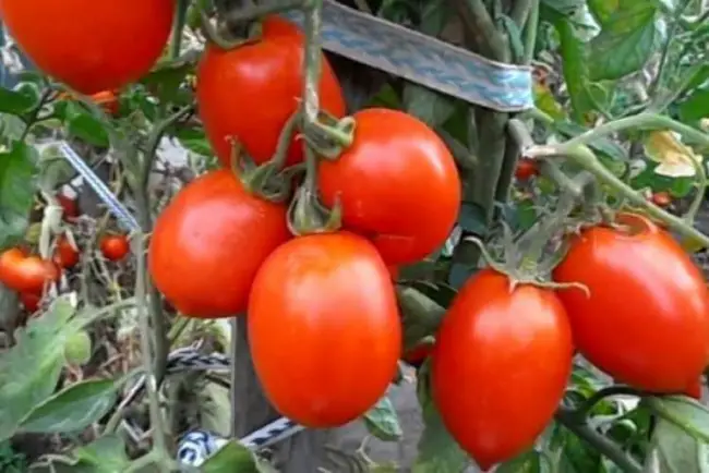 ТОМАТ СКВОРЕЦ F1 Низкорослые томаты с крупными плодами – это большая редкость и, естественно, что наши селекционеры очень серьёзно работают над созданием таких биф-томатов. В результате такой работы появился томат Скворец F1, который сразу обратил на себя внимание и на протяжении многих лет остаётся одним из самых популярных в нашем ассортименте. Раннеспелый детерминантный гибрид относится к…