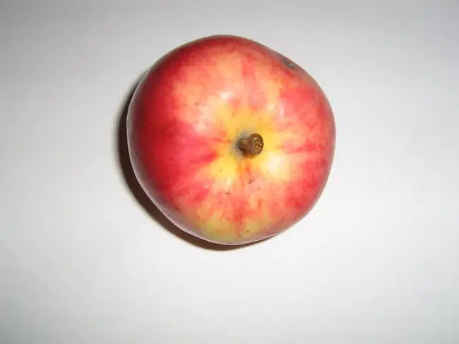 Вид плодовой культуры: Яблоня, сорт: Афродита. Подробное описание, характеристики, достоинства и недостатки.
