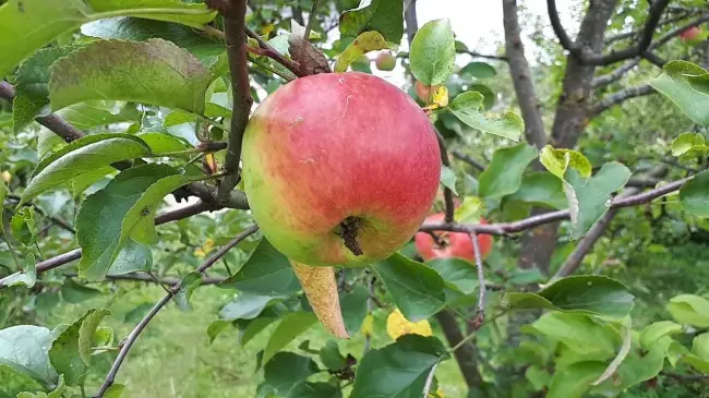 Яблоня Богатырь — характеристика сорта и особенности выращивания