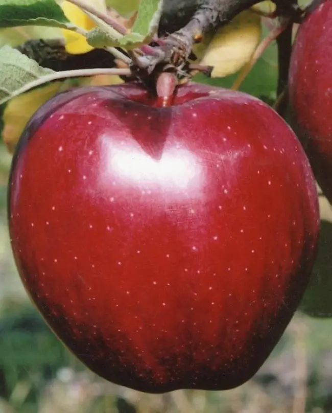 Спуровая яблоня Старкримсон