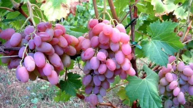 Виноград гелиос описание сорта – Идет проверка…