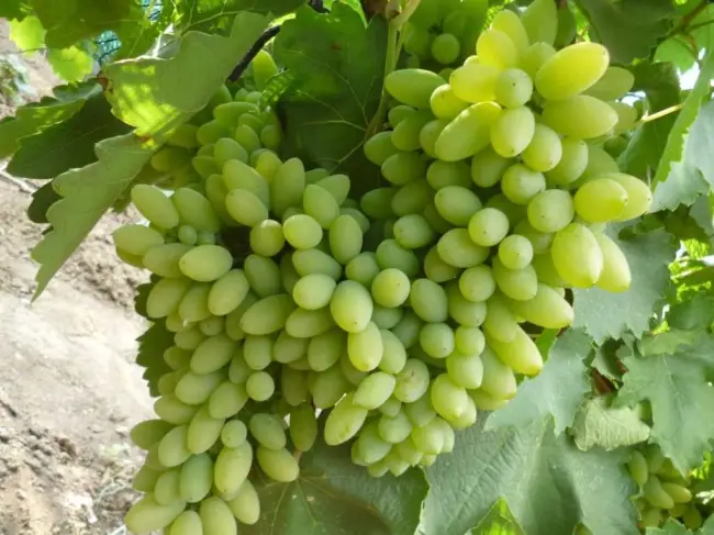 Виноград Фрумоаса Албэ: описание сорта, фото, отзывы