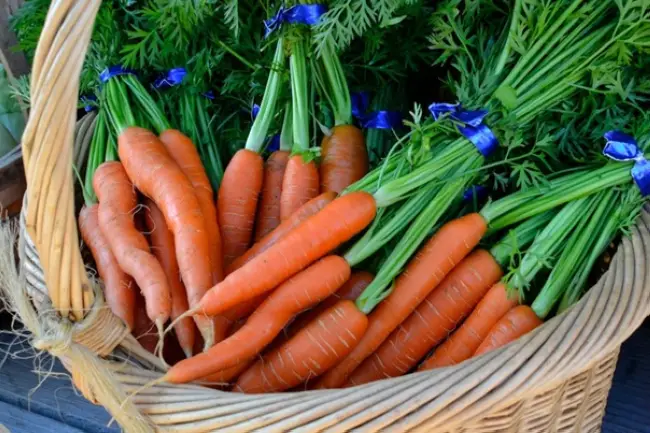 Морковь Каскад: описание и характеристика сорта, форма и размер корнеплода, вкусовые качества и урожайность, выращивание, уход, сроки дозревания, достоинства и недостатки