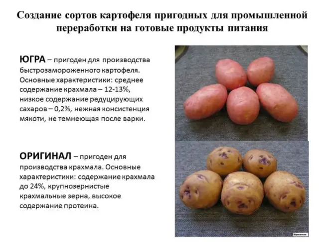 Описание картофеля сорта Солнечный — сроки созревания