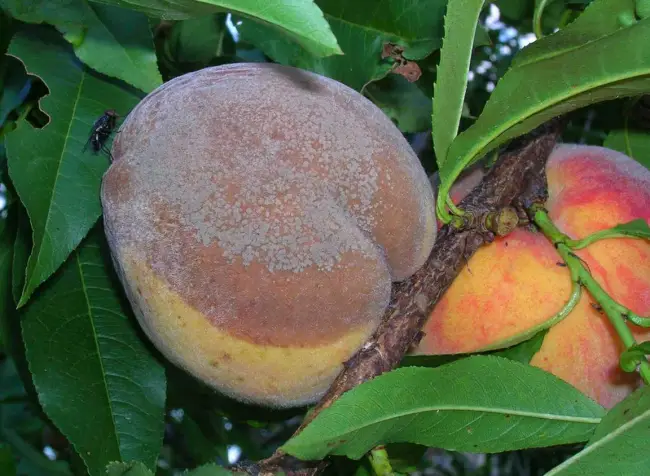 Плодовая гниль на абрикосе – Как бороться с монилиозом абрикоса, способы профилактики заболевания. Устойчивые к монилиальному ожогу сорта абрикосовых деревьев.
