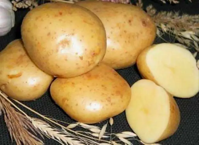 Чем уникален картофель Свитанок Киевский? Какие отличительные черты характерны для этого сорта и как правильно за ним ухаживать?