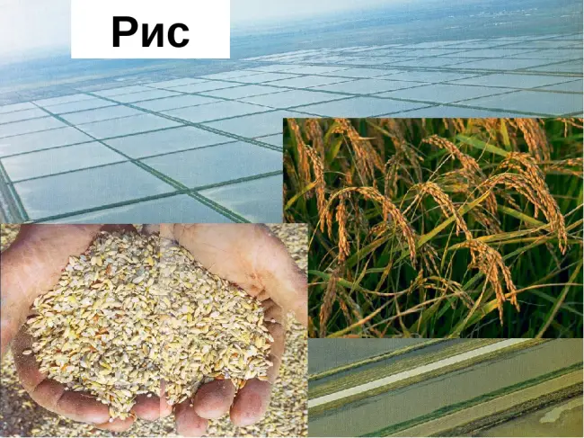 Кукуруза Краснодарская сахарная 4 – фото урожая, цены, отзывы и особенности выращивания