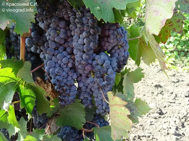 Рубин Голодриги: описание и характеристика сорта винограда, особенности выращивания в домашних условиях, фото, отзывы