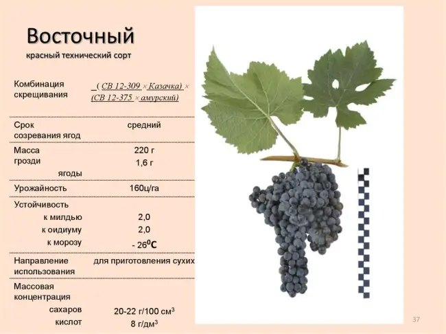 Виноград Денисовский: описание сорта, отзывы, особенности посадки