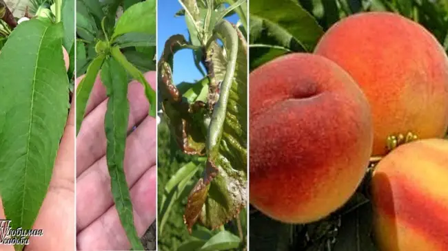 Чем обработать персик от тли и лучшие методы борьбы с вредителем