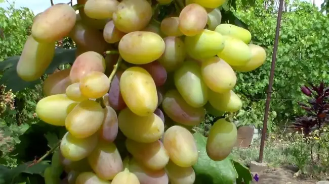 Виноград Виктор: описание сорта и характеристика, плюсы и минусы, выращивание