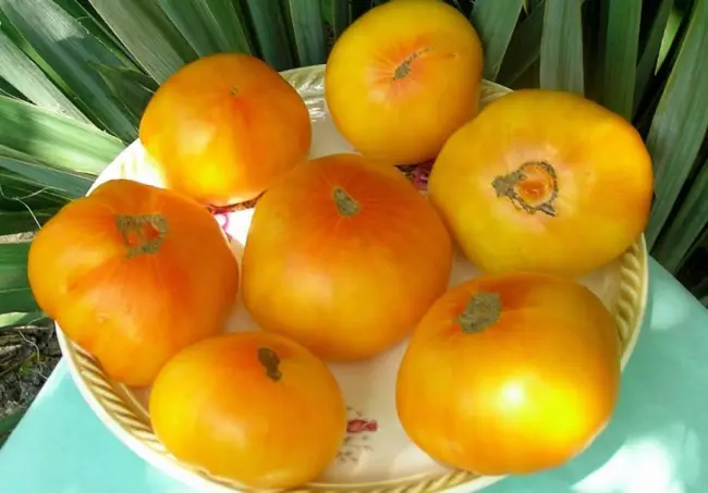 Характеристика сортов томатов золотой король и золотая королева