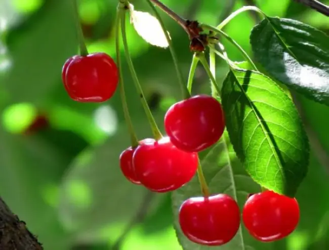 Описание и характеристики сорта вишни Хуторянка, выращивание и уход