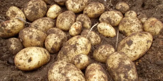 Картофель Гусар | Сорта картофеля