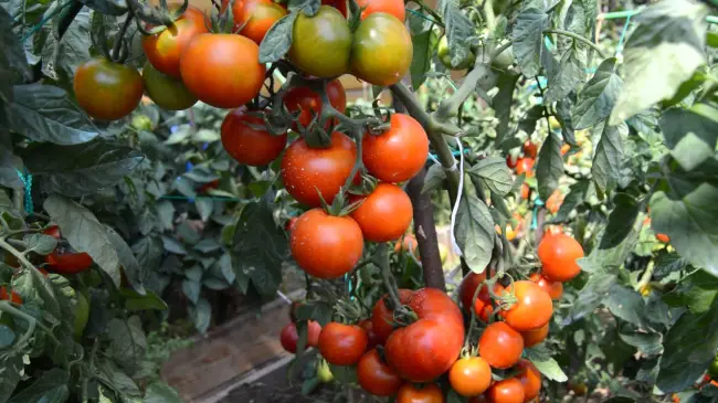 Раннеспелый и низкорослый сорт томата Клуша
