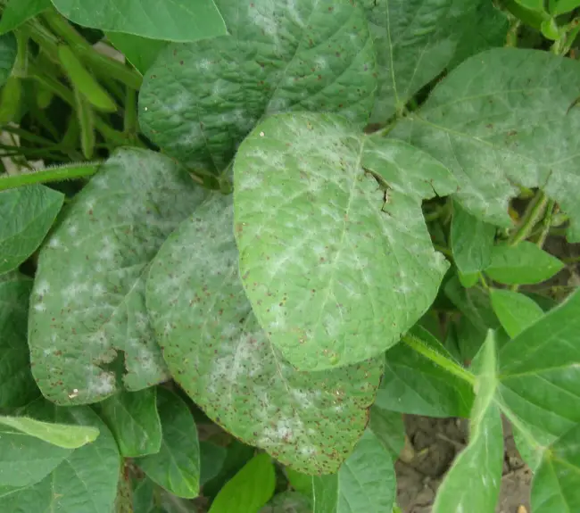 Пероноспороз на шпинате – Как распространяется ложная мучнистая роса на разных растениях и как избавиться от этого заболевания