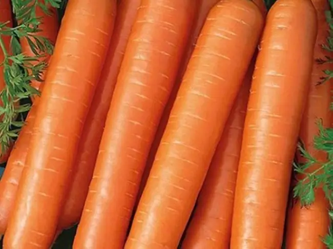 Узнайте о раннеспелом сорте моркови Тушон. Прочтите описание и характеристики, ознакомьтесь с нюансами выращивания. Рассказано о сборе и хранении урожая, болезнях и вредителях.