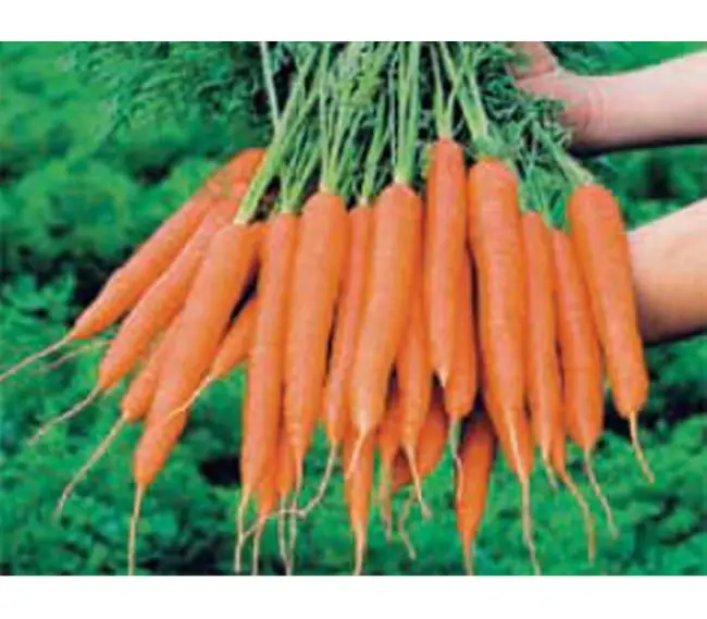Фермер Центр предлагает выгодные цены и отличный сервис. Вармия F1 – семена моркови, Rijk Zwaan/Райк Цваан (Голландия) характеристики, фото, отзывы. Доставка по всей России почтой или транспортной компанией.