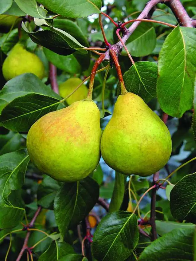 Парша: яблоня, груша и другие плодовые деревья