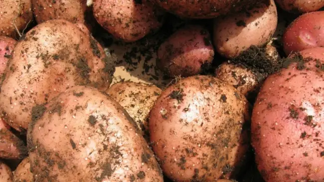 Картофель Фаворит – среднеспелый, пригоден для производства картофеля “фри”. Максимальная урожайность 420 ц/га. Содержание крахмала 12,6-16,4%.