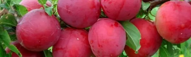 Сорт Красный шар: как вырастить вкусную, скороспелую сливу