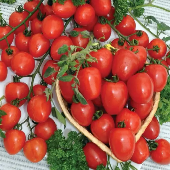 Томат Мона Лиза F1: характеристика и описание сорта, отзывы об урожайности помидоров, фото растения