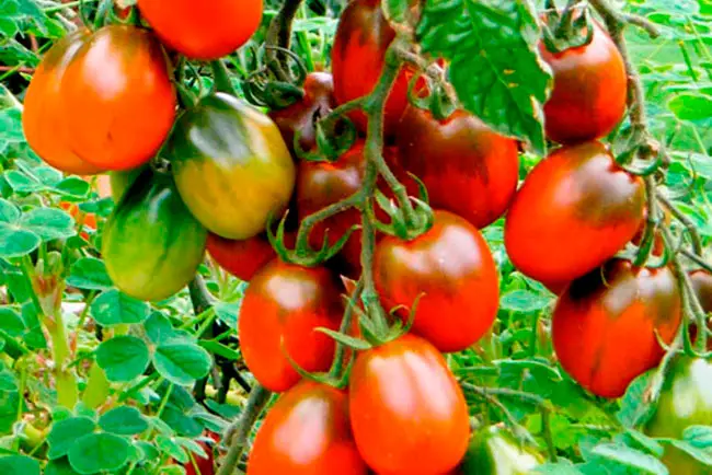 Сорт томатов Сливка – особенности, преимущества и характеристики. Описание, урожайность, правила выращивания рассады, уход за растениями в открытом грунте.