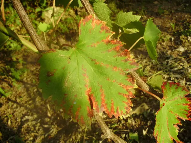 Пупырышки на листьях винограда – это признак такого заболевания, как фитоптус (виноградный зудень). Явление многим знакомо, ведь часто видна листва, которая поражена этим заболеванием.
