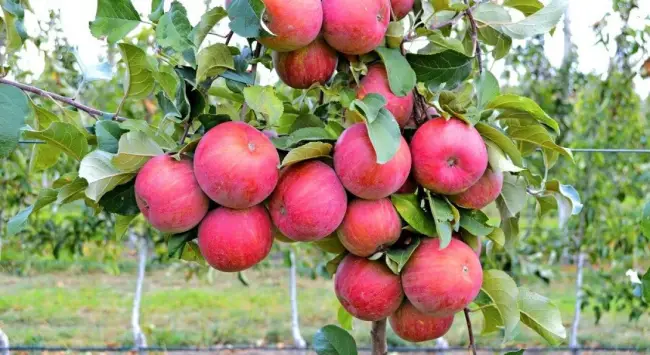 Описание сорта яблони Фуджи: фото яблок, важные характеристики, урожайность с дерева