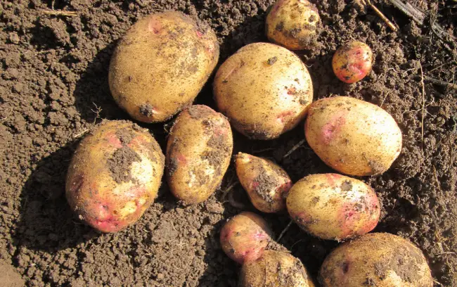 Стоит ли сажать картофель «Каменский»: плюсы и минусы сорта