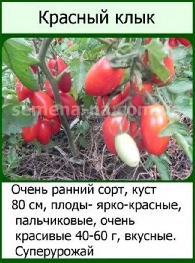 Описание сорта томата Красный клык, его характеристика и урожайность