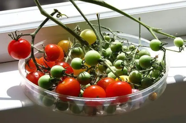 Описание сорта томата Помисолька, его характеристика и урожайность — Дачные дела