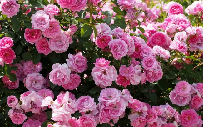 Чем подкармливать розы, чтобы они непрерывно и пышно цвели все лето