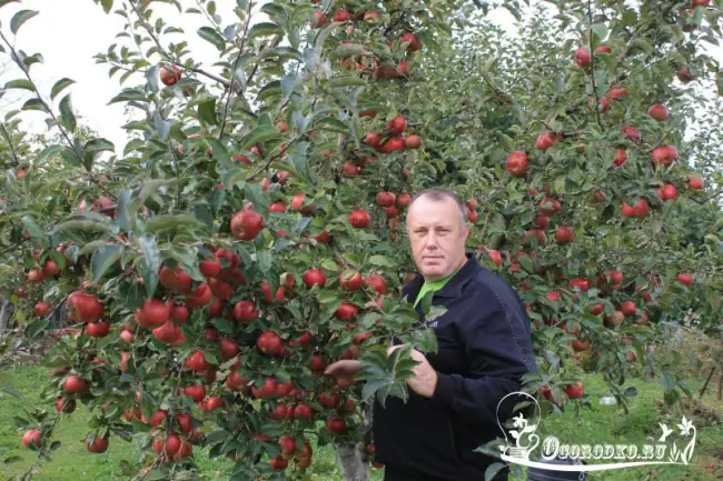 Яблоня зимний шафран описание сорта – Описание сорта яблони Шафран: фото яблок, важные характеристики, урожайность с дерева