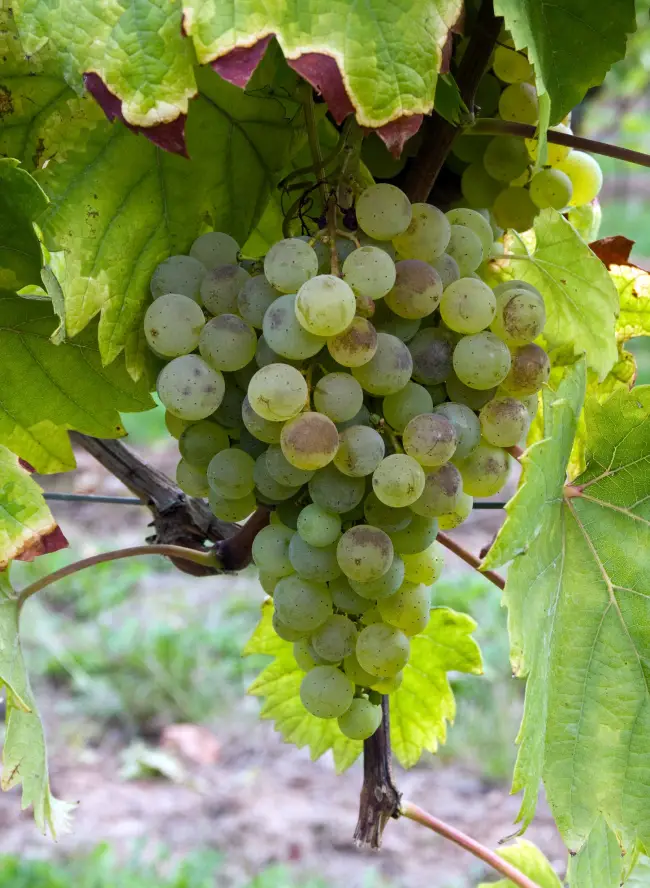 Описание сорта винограда Ритон