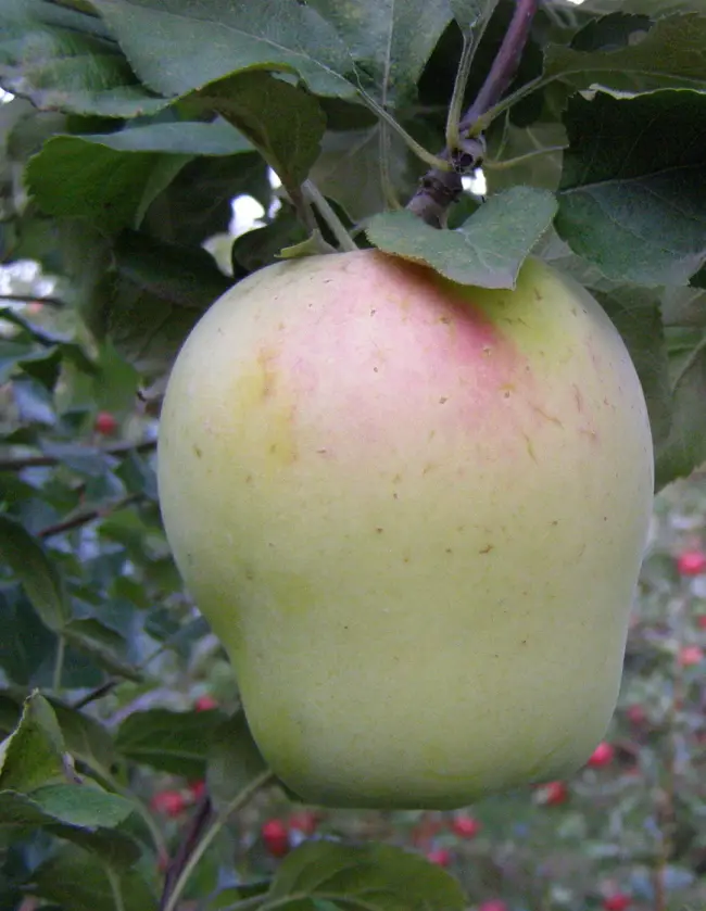 Яблоня Персиковое