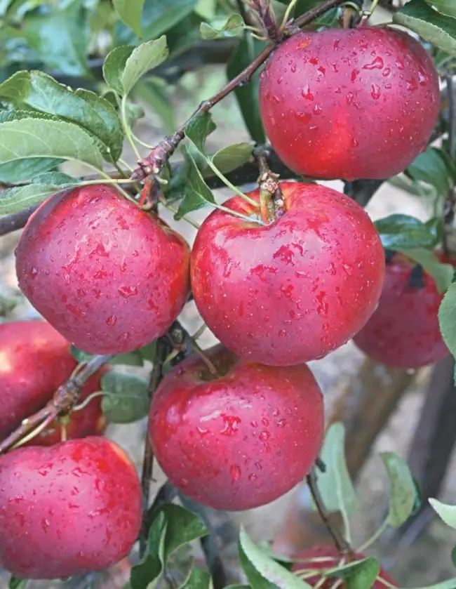 Описание сорта яблони Фаворит: фото яблок, важные характеристики, урожайность с дерева