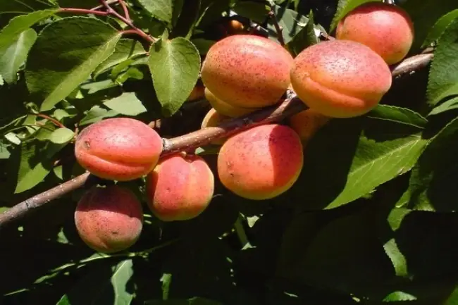 Описание плодов абрикоса сорта Алеша