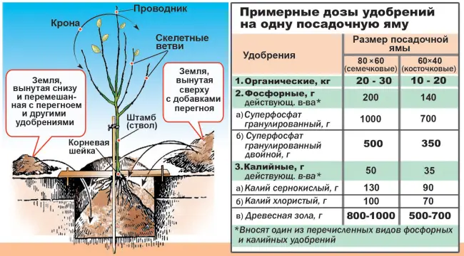 Правила удобрения дерева