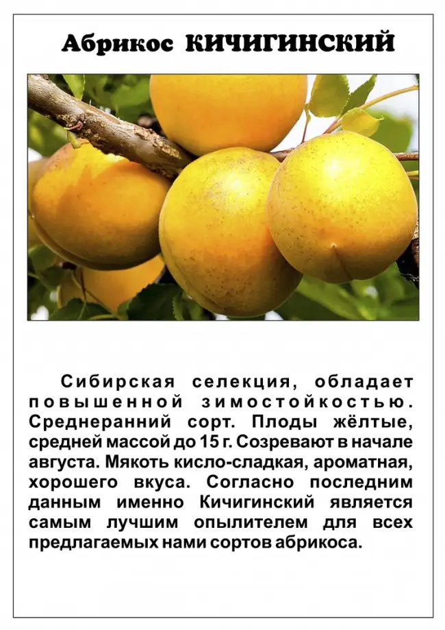 Сорт абрикоса Кичигинский, описание, характеристика и отзывы