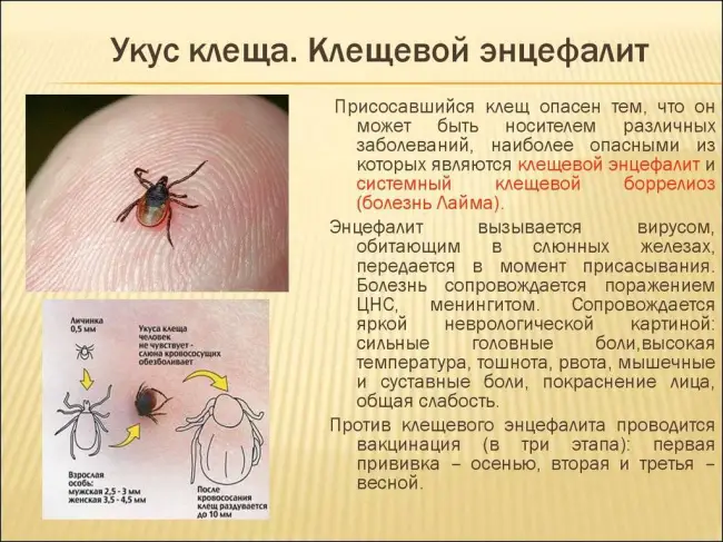 Как распознать укус энцефалитного клеща