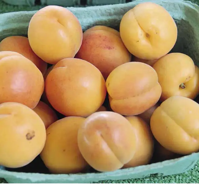 Отзывы садоводов об абрикосе Ананасный