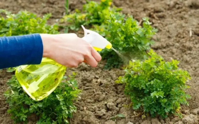 Народные методы борьбы с болезнями и вредителями