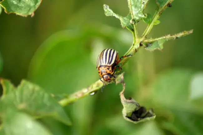 Как безопасно защитить баклажаны от колорадсков жуков?