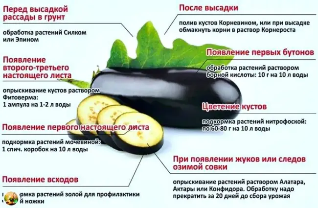 Пересадка рассады в открытый грунт и дальнейший уход