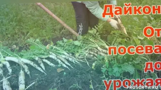 Уборка и хранение урожая